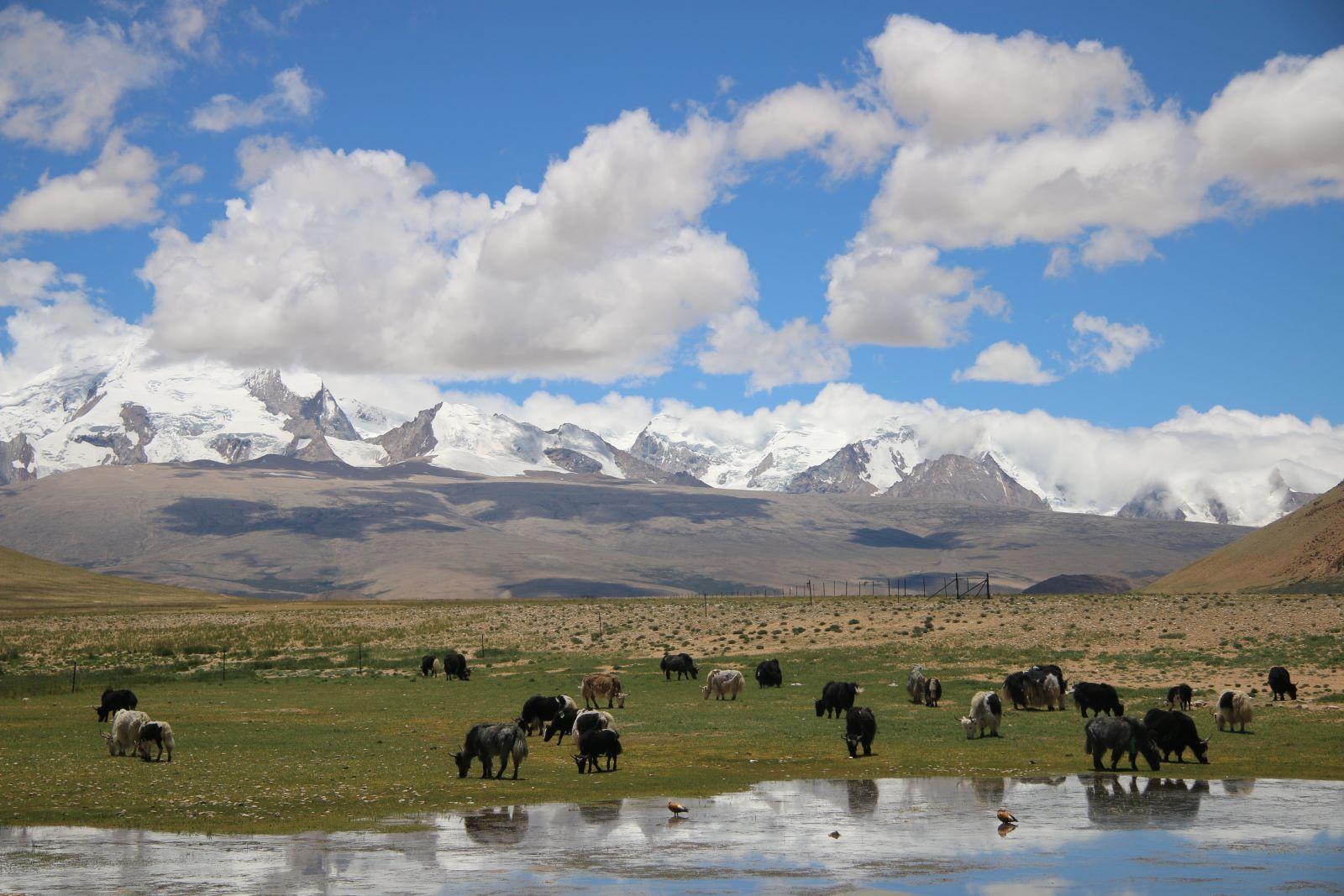 1.	"Exploring the Roof of the World: A Comprehensive Guide to Your Unforgettable Tibet Tour"